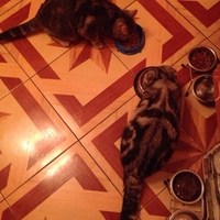 Норма фосфора в сухом корме для кошек thumbnail