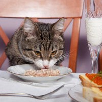 Вредная еда для кошек | Лолкот.Ру