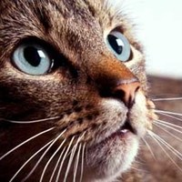 Какого цвета бывают усы у кошек thumbnail