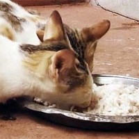 Какой рис можно давать кошкам