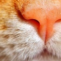 Почему у кошек нос всегда сырой и холодный: причины и объяснения