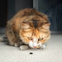 Почему коты едят мух: причины и объяснения