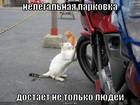 https://lolkot.ru/2008/06/29/nelegalnaya-parkovka/