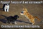 https://lolkot.ru/2008/12/28/rrrrr-tigra-ya-a-ne-kotyonok/