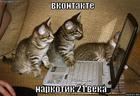 https://lolkot.ru/2009/10/06/vkontakte/