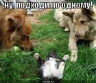 https://lolkot.ru/2009/10/19/podhodi-po-odnomu/