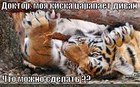 https://lolkot.ru/2012/08/22/kiska-tsarapaet-divan/