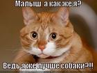 https://lolkot.ru/2012/09/01/a-kak-zhe-ya-2/