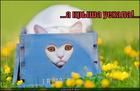 https://lolkot.ru/2012/09/01/a-krysha-uyehala/
