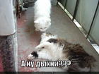 https://lolkot.ru/2012/12/03/a-nu-dyhni/