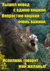 https://lolkot.ru/2016/01/26/a-rybka-gde-ya-za-neye/
