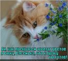 https://lolkot.ru/2012/10/09/a-ty-gotov/