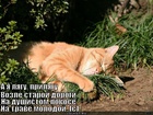 https://lolkot.ru/2011/03/26/a-ya-lyagu-prilyagu/