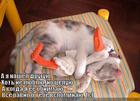 https://lolkot.ru/2011/09/19/a-ya-nashel-druguyu/