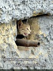 https://lolkot.ru/2011/04/24/afganistan/
