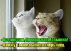 https://lolkot.ru/2016/08/27/ah-prekrasnaya-valeriana/