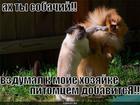 https://lolkot.ru/2010/03/01/ah-ty-sobachiy/