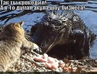 https://lolkot.ru/2012/03/21/akula-shou-biznesa/
