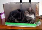 https://lolkot.ru/2012/08/27/akvariumnaya-kote/
