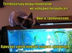 https://lolkot.ru/2015/07/16/akvariumnyy-smotritel/