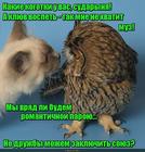 https://lolkot.ru/2017/01/23/alyans/