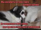 https://lolkot.ru/2016/12/07/amurrr/