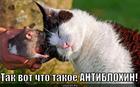 https://lolkot.ru/2013/05/22/antiblohin/