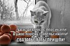 https://lolkot.ru/2014/03/15/apelsinovyye-svaty/