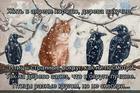 https://lolkot.ru/2025/04/22/aprelskiy-ptichnik/