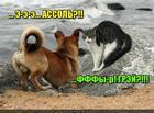 https://lolkot.ru/2016/01/15/assol-da-ne-ta/