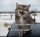 https://lolkot.ru/2012/12/16/avtobusy-ne-hodyat/