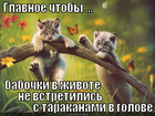 https://lolkot.ru/2012/03/15/babochki-v-zhivote/