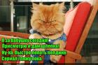 https://lolkot.ru/2016/05/05/babushka-kotabushka/
