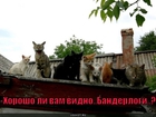 https://lolkot.ru/2010/10/05/banderlogi/