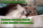 https://lolkot.ru/2015/04/25/bannyy-den-4/