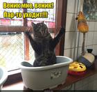 https://lolkot.ru/2016/04/28/bannyy-den-5/