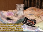 https://lolkot.ru/2011/04/11/baryga/
