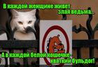 https://lolkot.ru/2016/03/29/belaya-i-kusistaya/
