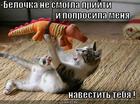 https://lolkot.ru/2009/11/03/belochka-ne-smogla-priyti/