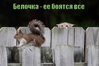 https://lolkot.ru/2012/01/25/belochka/