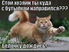 https://lolkot.ru/2012/06/18/belochku-dozhdis/