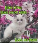 https://lolkot.ru/2024/11/15/beloye-hokku/