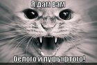 https://lolkot.ru/2011/03/19/belyy-i-pushistyy-2/