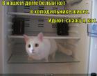 https://lolkot.ru/2010/10/10/belyy-kot/