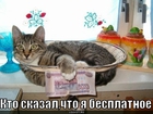 https://lolkot.ru/2011/08/05/besplatnoye-prilozheniye/