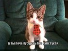 https://lolkot.ru/2011/07/06/bez-galstuka/