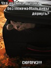 https://lolkot.ru/2011/11/14/bez-menya-2/