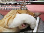 https://lolkot.ru/2013/02/06/bez-viny-vinovatyy/