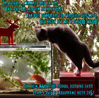 https://lolkot.ru/2015/11/04/bezzubiki-akvariumnyye/