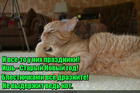 https://lolkot.ru/2017/01/12/blestyaschiy-soblazn/